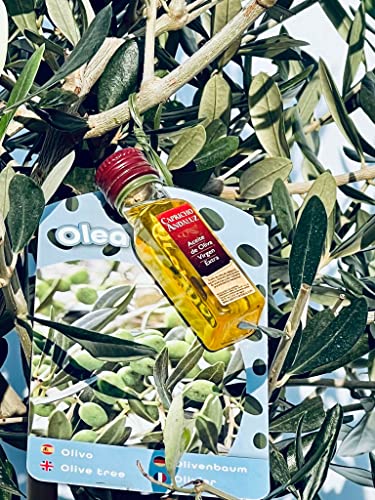 Olijfboom op stam, 160 cm hoog, Winterhard -18 - Image 5