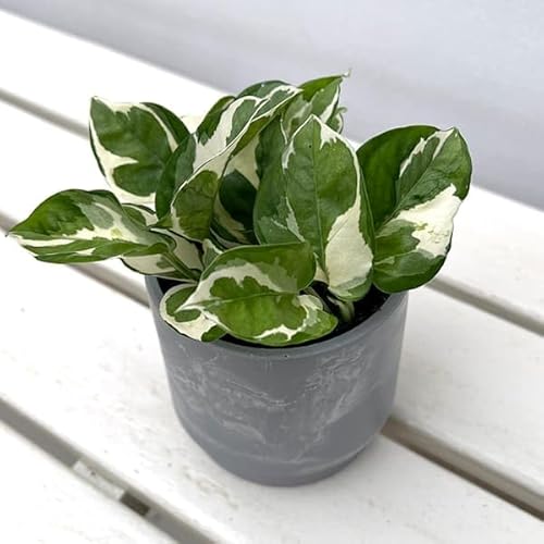 |gXFGWCEJo[iSKXebvH10OCjt[ti][̂܂܏vňĂ₷ϗtA]