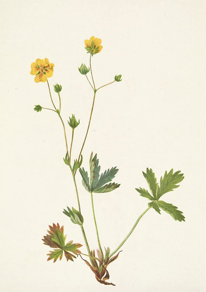 ArtDirect Grayleaf Fivefinger. Rotentilla Glaucophylla (1925) 7x10 UnFramed Museum Art Print Poster Ready for Framing by Mary Vaux Walcott (American, 1860-1940)