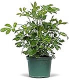 Live Hawaiian Schefflera Arboricola, Hawaiian Dwarf Umbrella Tree, Father's Day Gift, Birthday Gift for Plant Lover, Housewarming Gift for The First Home, Large Indoor Plant in 6' Pot