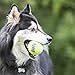 KONG SqueakAir Hundespielzeug Ball mit Seil, Medium, 3 Stück