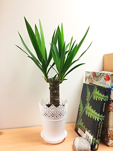 1 plante de table Evergreen Yucca Elephantipes Evergreen avec pot de fleurs et soucoupe Blanc