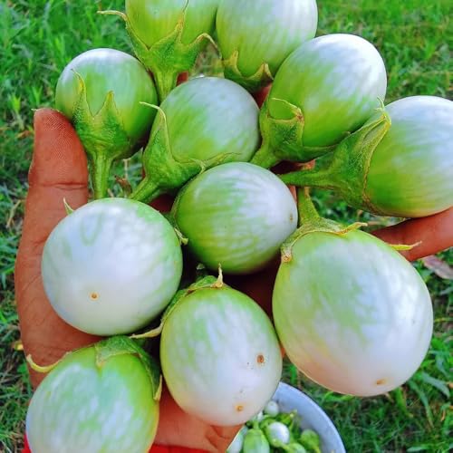 semi di melanzane balcone, resistenti biologiche vecchie varietà 800pcs