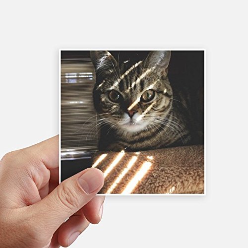 Autocollant photo chat multicolore de haute précision 10cm - 2