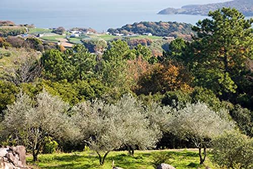 yLac et Soleil{zR ˓sI[ũ|XgJ[ht͂nKL Photo byi.com