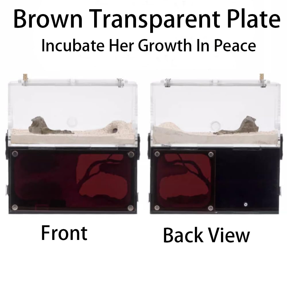 Snapklik.com : Rimsunta Ant Farm Ant House For Ant Farm For Adults ...