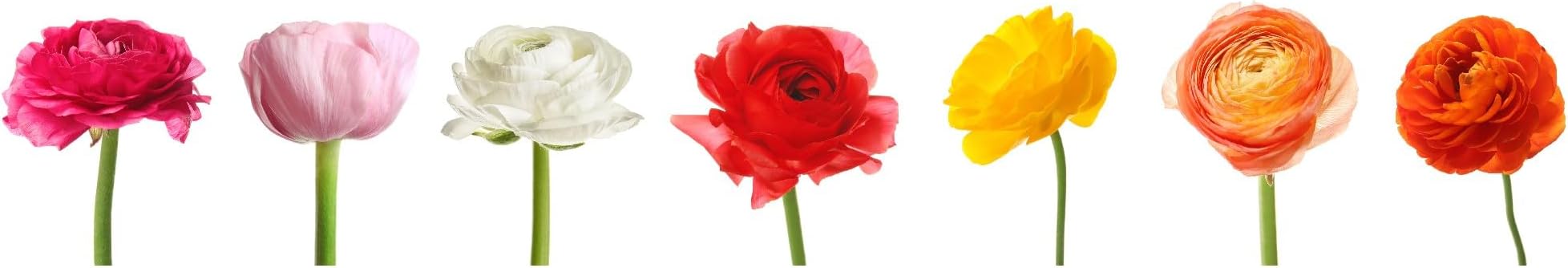 Easy to Grow Ranunculus Tecolote Rainbow Mix - 50 Plant Bulbs Value of Mixed Color Flowers in Spring, Full Sun Mediterranean
