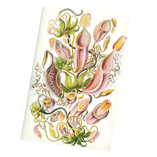 Tableau Nepenthes plante carnivore toile imprimée gravure ancienne botanique 40x58cm