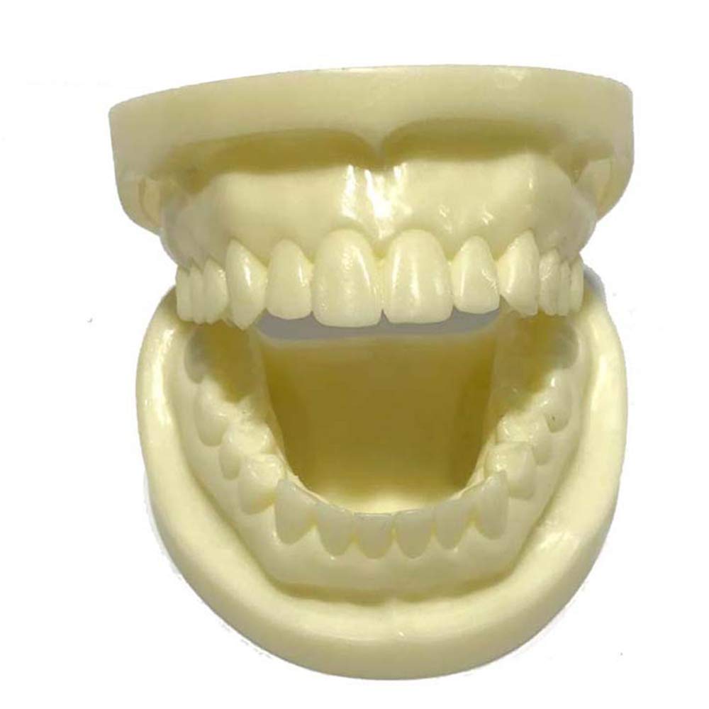 Sjdopulse A Teeth Teaching Model - Bai Gangyu Primary Preparation Practice Tooth Model - Simulation Oral Tooth Teeth Demonstration Model - For Study Teaching Display (A)
