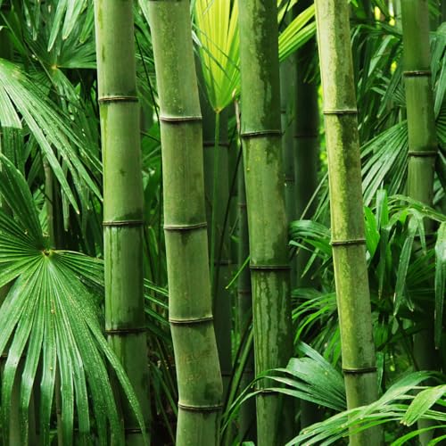 Giant Bamboo Seeds for Planting - 50+ Seeds - Grow Giant Bamboo, Privacy Screen, Good for...