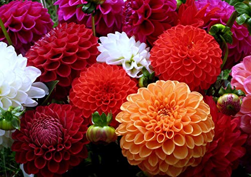 Dahlia Flowered Zinnia Mix Flower Seeds For Planting, 500+ Heirloom Flower Seeds Per Packet, (Isla's Garden Seeds), Non Gmo Seeds, Scientific Name: Zinnia Elegans, Great Home Garden Gift #TOP5