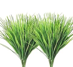 Wheat Grass / 6 Pack