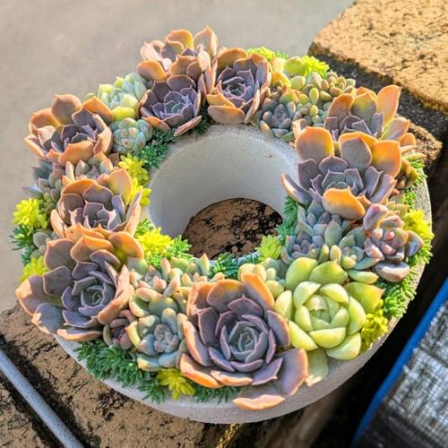 多肉植物 リース」の人気商品一覧 | 安い商品を通販サイトから探す