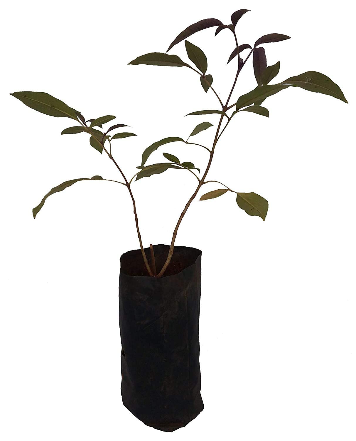 ADITYA GREEN PLANTS AGP Kali Nirgundi plant, or Chinese chaste tree or Vitex Negundo plant is a large aromatic shrub with quadrangular, densely whitish, tomentose branchlets. (B09NHL9TG7) Amazon Price History, Amazon Price Tracker