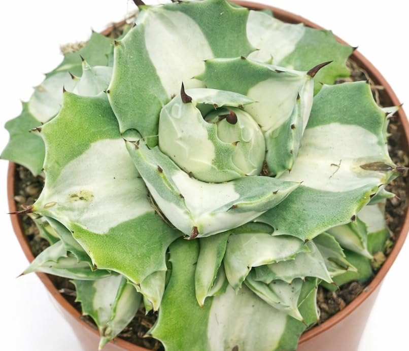 Rare Variegated Agave Potatorum ‘Ouhi-Raijin’ | White Green Agave Plant | Small Succulent 8.5cm Pot | Live Plant