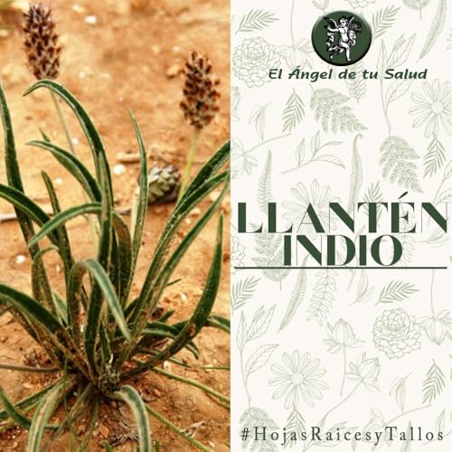 El Ángel de tu Salud - Llantén Indio**