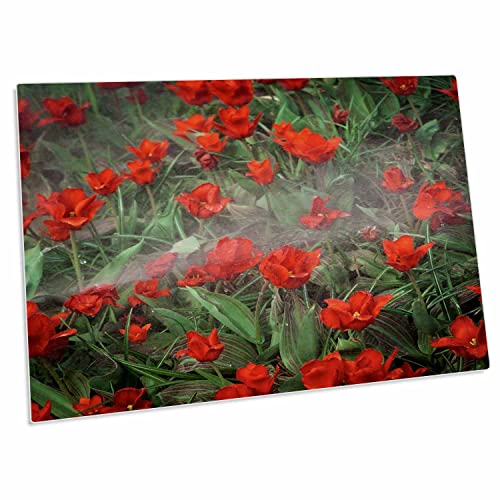 3dRose Desk Pad Watering of Red Tulip Flowers