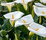 3 White Calla Lily Bulbs for Planting - Big Healthy Bulbs for Growing (3 Bulbs)