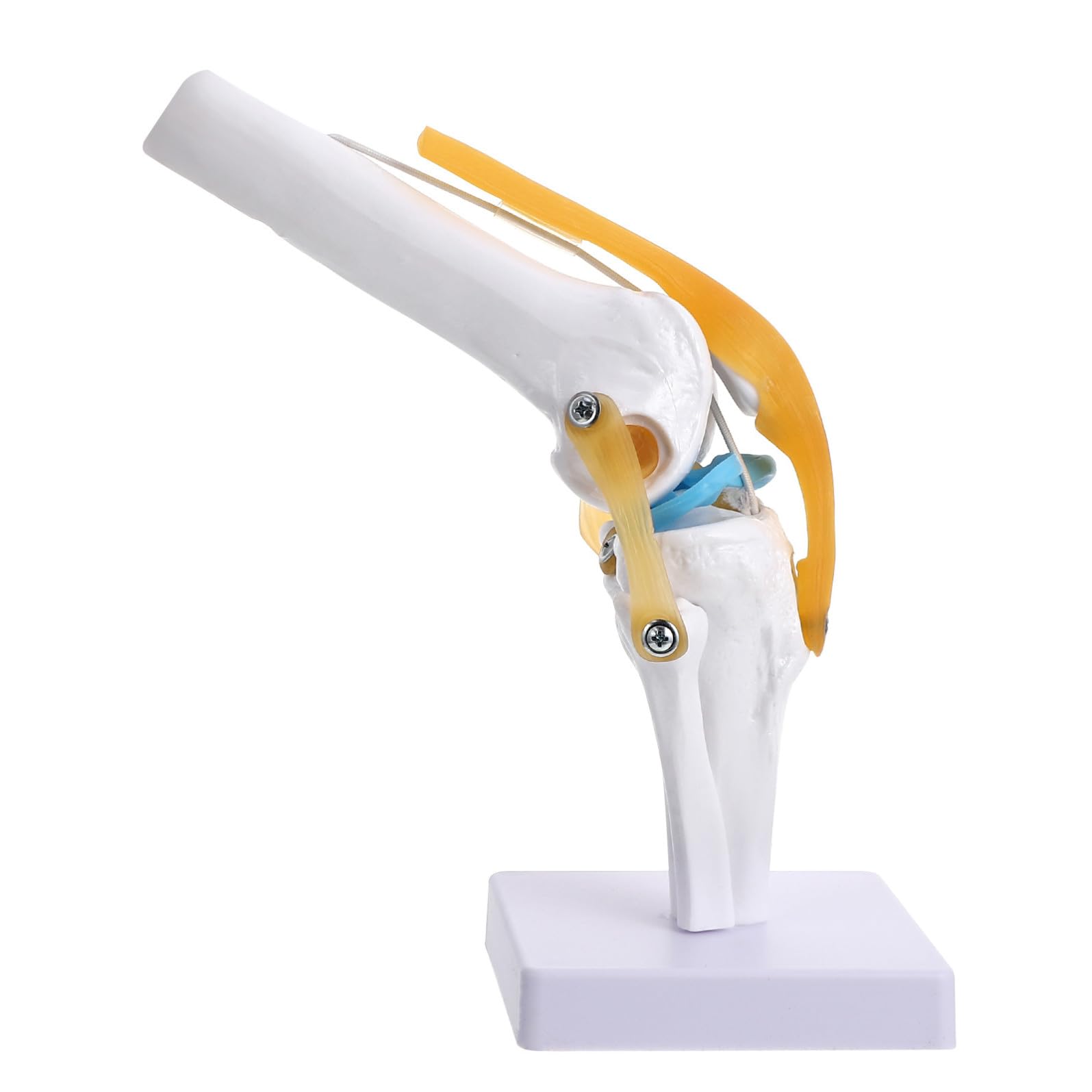 CLISPEED Modello di Ginocchio Umano 1:1 in Pvc Leggero Rotazione di Anteversione per Insegnamento Medico e Forniture di Laboratorio per Studenti
