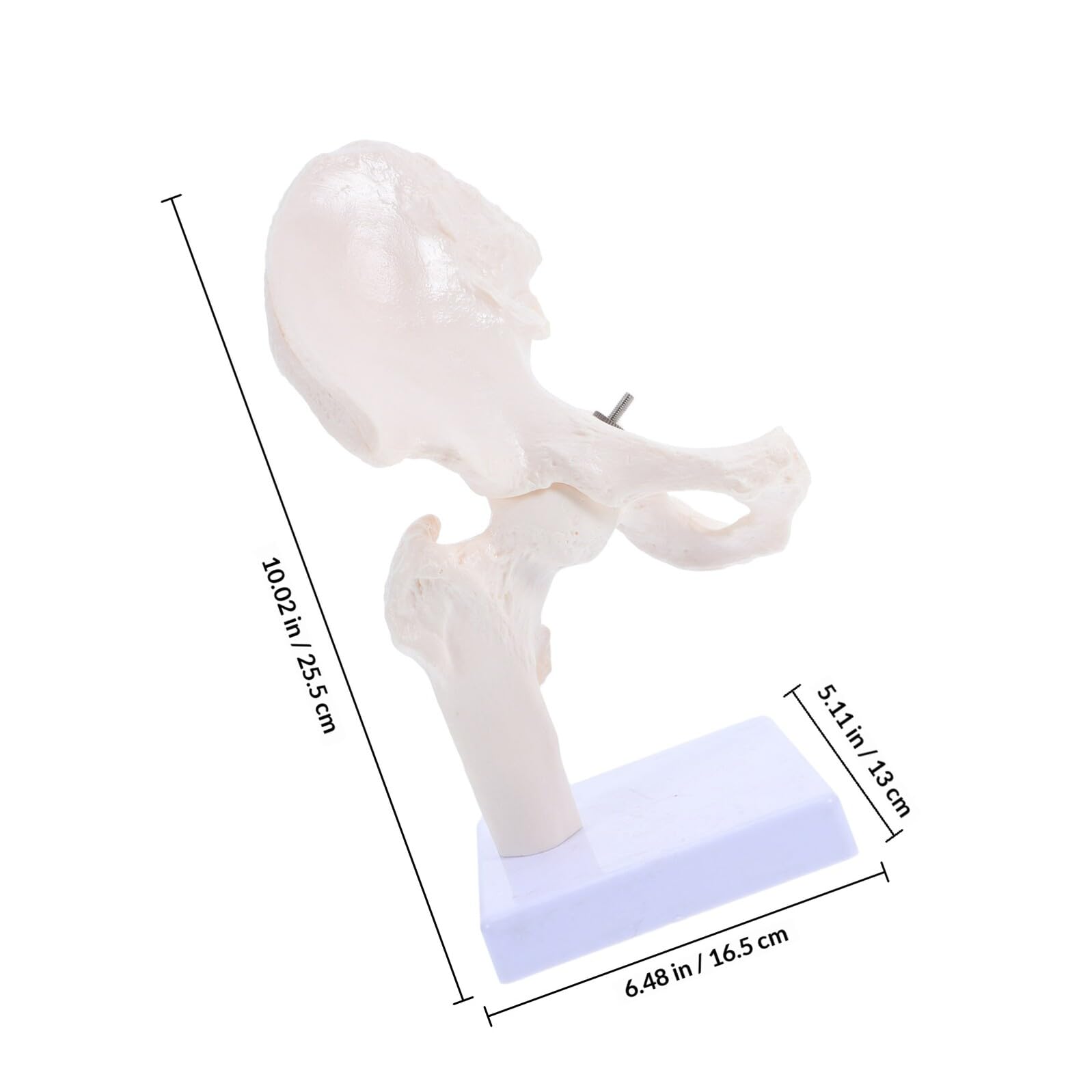 Modelo Anatómico de Esqueleto Humano de Cadera, Modelo de Anatomía para Estudiar, Herramienta Educativa Partes Desmontables para Enseñanza en Escuelas y Laboratorios, Material