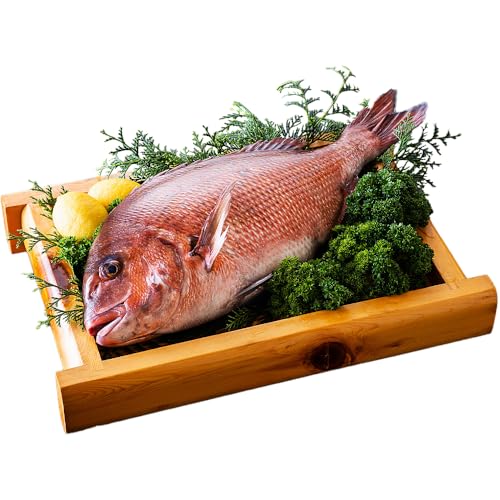 津本式究極の血抜き×白寿真鯛 セミドレス 1尾(約1.5kg)尾頭付き まだい 冷蔵 愛媛県 西予市