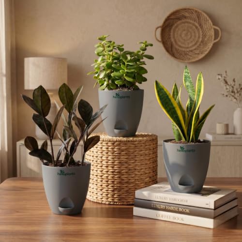 Image of Black Raven ZZ, Jade Plant & Snake Plant Live Indoor 3-Plant Combo in 4-Inch Self-Watering Matte Grey Pots | Hard-to-Kill, Low-Maintenance Houseplants for Home, Office & Bedroom Decor