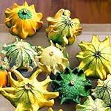TomorrowSeeds - Crown of Thorns Ornamental Gourd Seeds - 60+ Count - for 2026 Planting Shenot Ten Decorative Autumn Harvest Fall Craft Display Art Pumpkin Squash Grow Your Own Home Farm Patio Healthy