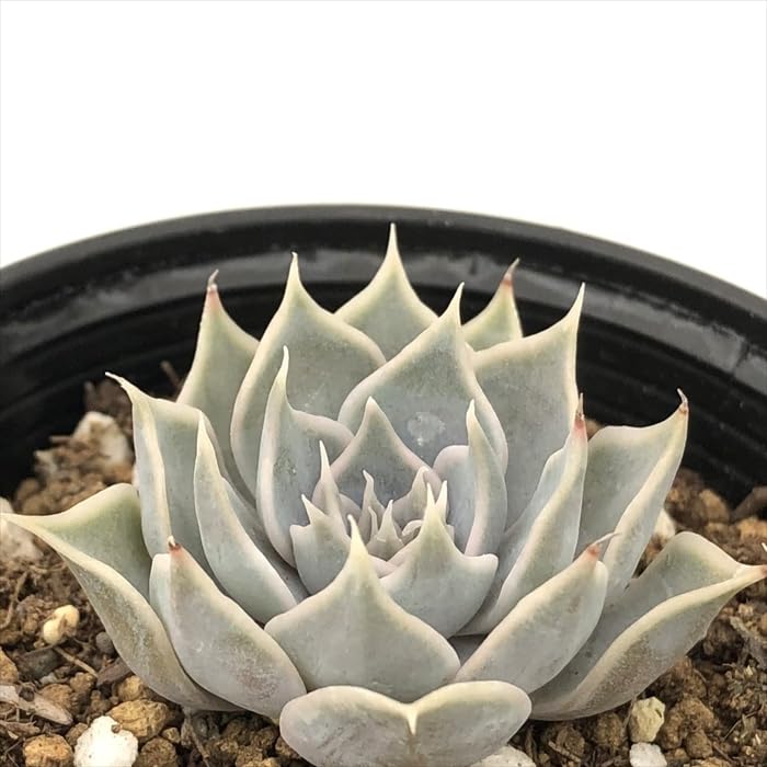 Amazon｜多肉植物 hmエケベリア 白雪日和 多肉植物 エケベリア 6cm
