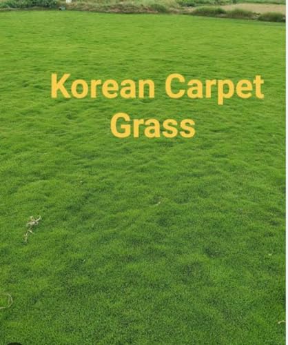 Image of Korean Lawn Grass Seeds, Super Soft Turf, Bright Green Colour, Fast Turf Formation, Self-Repairing, Winter-Cold Resistant, Heat and Drought Tolerant, (1KG)