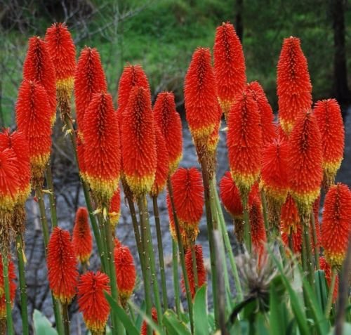 Red Hot Poker Uvaria Mix 25 Semi Combsh A64