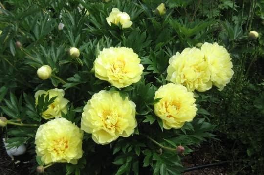 Bartzilla Itoh Peony: Big Bareroot- Great for Fall Planting! (2)