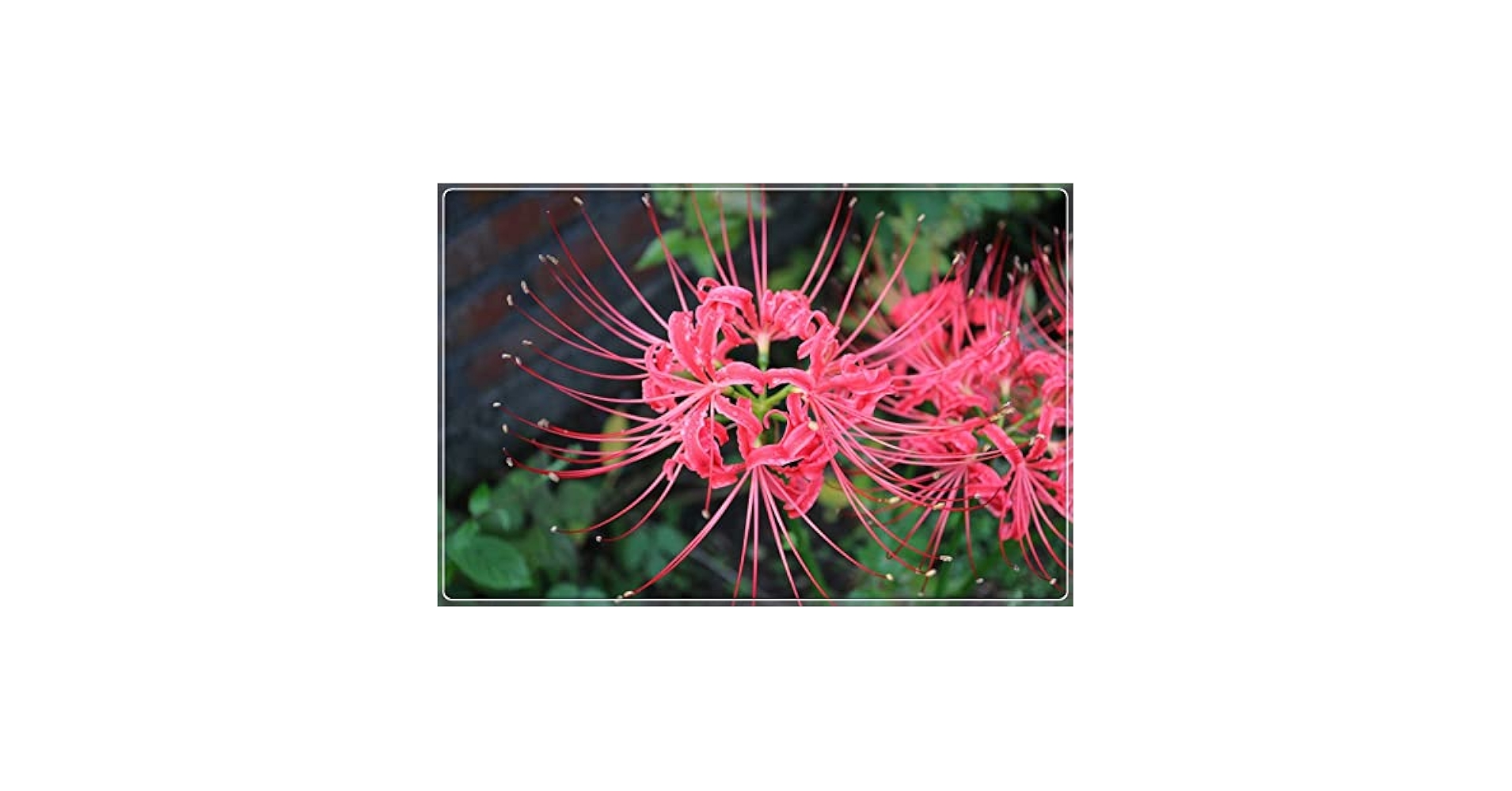 Amazon | 青い彼岸花。信頼できる売り手 販売（リコリス 植物