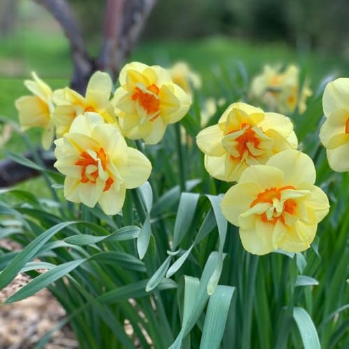 Votaniki Daffodil Double Tahiti Bulbs - Long Lasting & Fragrant Blooms Narcissus Tahiti (Double Daffodil) | Perennial Spring Flowers Easy to Grow (6 Pack)
