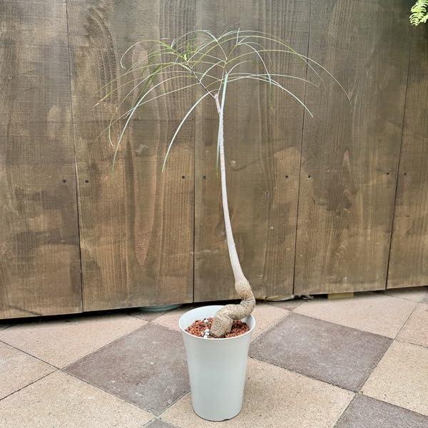 Amazon｜おしゃれ 観葉植物：ブラキキトン ボトルツリー*プラポット 5