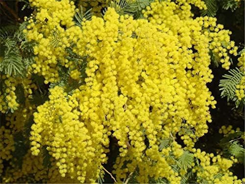 zellajake Rare Flower Seeds Acacia Dealbata Tree Or Shrub 100 Seeds Silver Wattle Mimosa