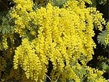 zellajake Rare Flower Seeds Acacia Dealbata Tree Or Shrub 100 Seeds Silver Wattle Mimosa