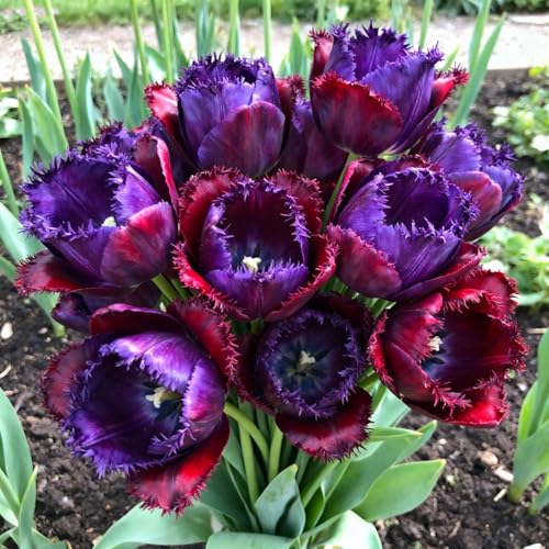 Wunderschönes Tulpenrhizom, überraschend wachsend, mehrjährig, geeignet für Frühling und...