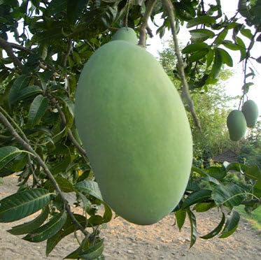 See full amazon price history chart for Noorjahan Mango hybrid (4 KG) Sweet & healthy grafted fruit plant pack of 1 Noorjahan Mango hybrid (4 KG) Sweet & healthy grafted fruit plant pack of 1 (B0CTYHQXMF) Amazon Price History, Amazon Price Tracker