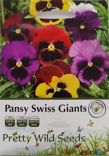Pansy Swiss Giants Seeds in Pictorial Packet- 200 Seeds - Packed in The UK - Flower Mix