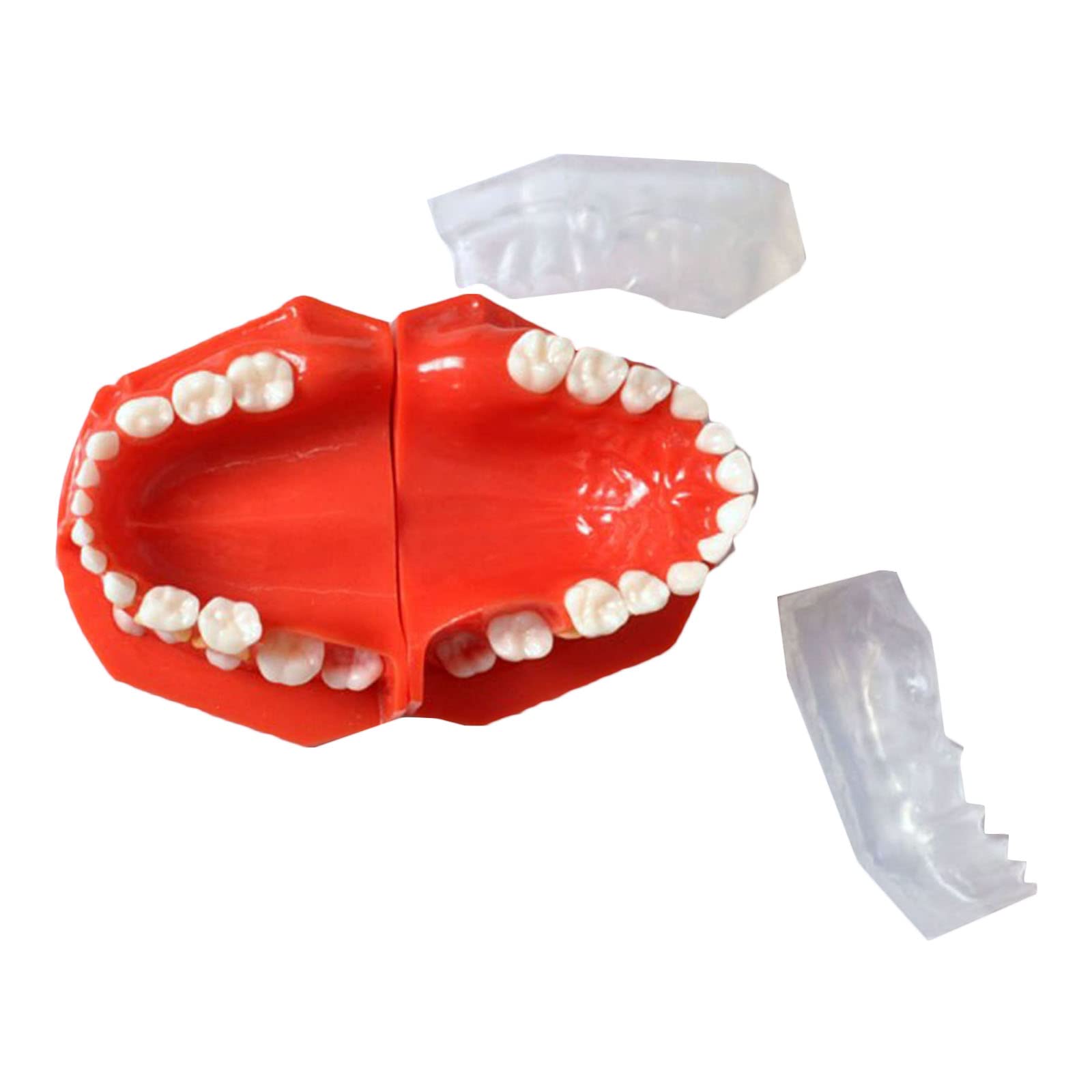 歯科模型 乳歯 永久歯 説明用 スケルトン Amazon.co.jp: 歯列模型 乳歯