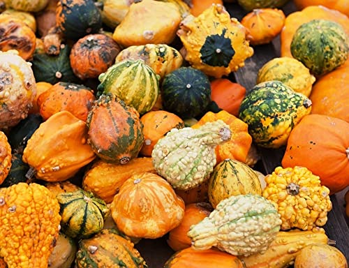 Seedsup - 10+ Ornamental Pumpkin - Vegetable Mix #TOP7