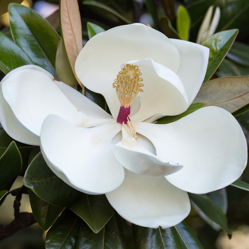 2 Magnolia Trees Live Plant, Fragrant Magnolia Plant Live for Planting Outdoor 6 to 12 Inc Height, Beautiful Magnolia Flowers Tree, Magnolia Flowers, in Pots (Sweetbay Magnolia)