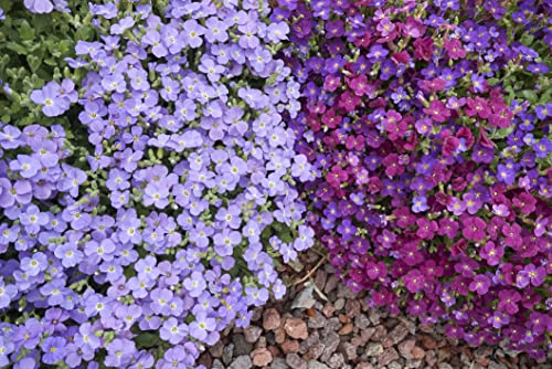 Just Seed - Flower - Rock Cress - Aubrieta deltoidea - Royal Mixed - 250 Seed