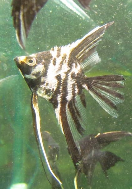 3 Pack - Mable Angelfish Live Fish for Aquarium Exotic Freshwater, Live Aquarium Fish