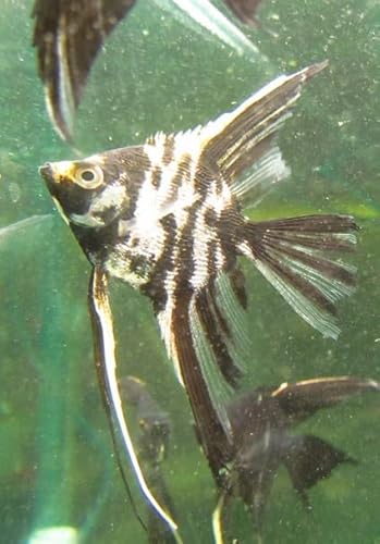 3-Pack Mable Angelfish Live Aquarium Fish