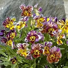 Eden Brothers Viola Seeds - Brush Strokes