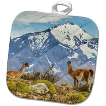 3dRose South America, Chile, Patagonia, Torres del Paine. Guanacos in Field. 8x8 Potholder