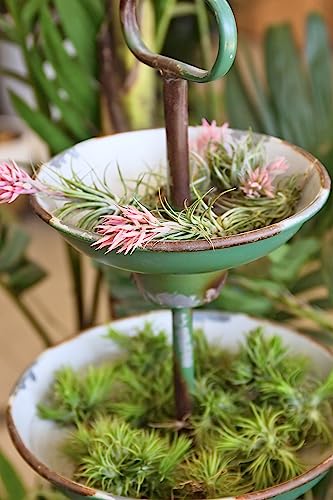 Ionantha Tillandsia Air Plants Live Indoor Plants (10PK), Air Plant Terrarium Plants Live Houseplants, Live Plants Indoor Plant Kit, Easy Care Plants for Air Plant Holder or Garden by Plants for Pets - Thumbnail 5
