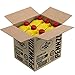 Pennzoil High Mileage Motor Oil 5W-20 –1 Quart (Pack of 6)