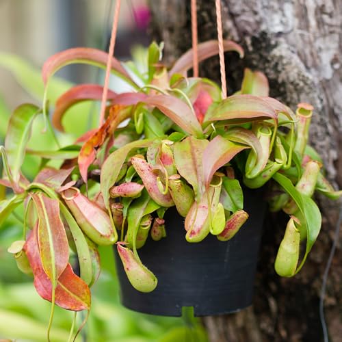 semillas de plantas carnívoras maceta Planta carnívora plantas medicinales jardín interior maceta colgante pastos resistentes plantas exóticas plantas en macetas interior 200pcs